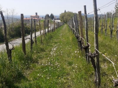 Degustácia vína v Slovinsku